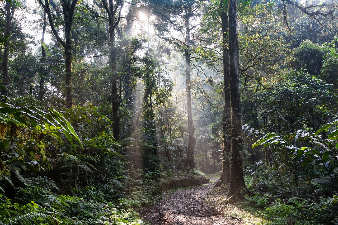 Ausztrália esőerdő