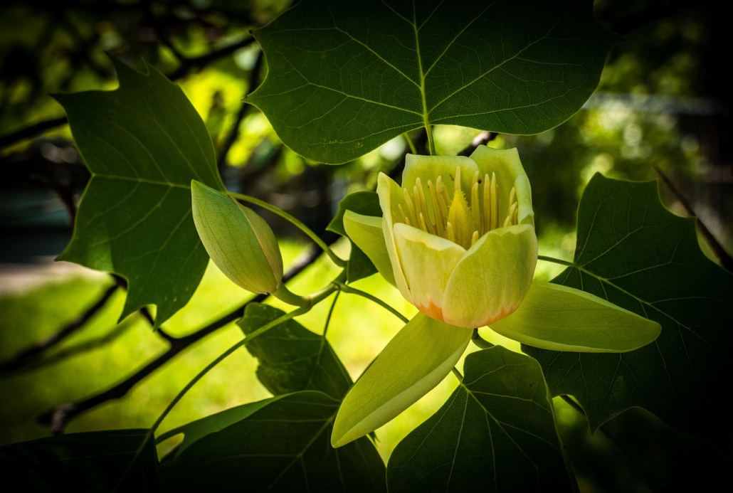 Amerikai tulipánfa ( liriodendron tulipifera )