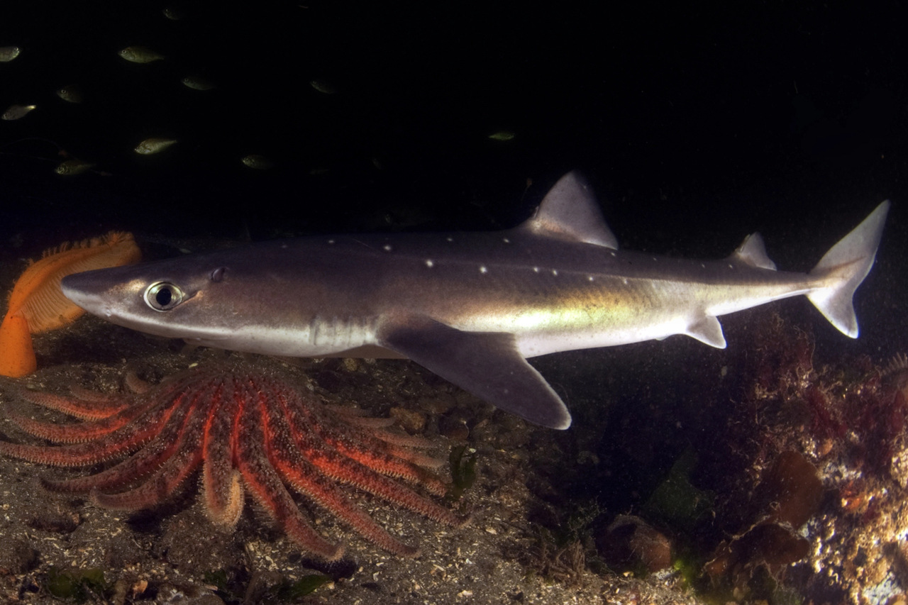 Új cápafajt fedeztek fel, amelynek 24 sor foga van