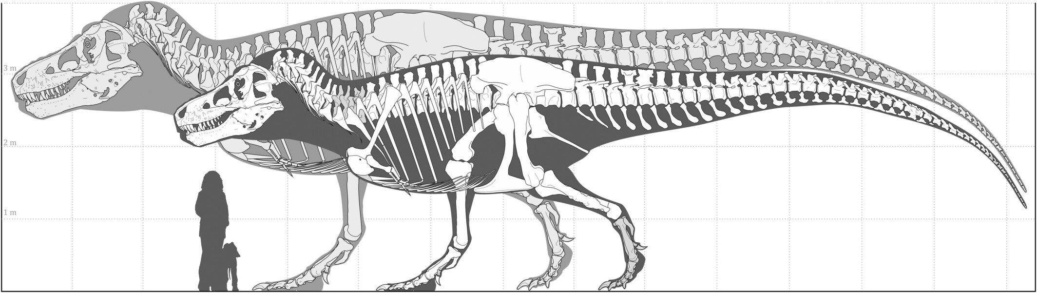 tyrannosaurus rex t-rex