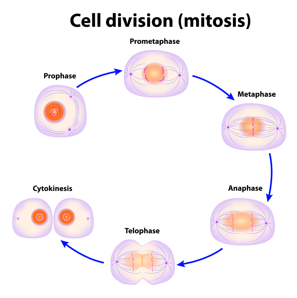 mitózis