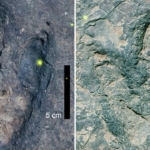 dinoszaurusz theropoda lábnyom