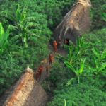 elszigetelt törzs amazonas illegális fakitermelés