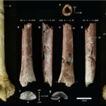 Homo floresiensis felkarcsont hobbit emberi faj