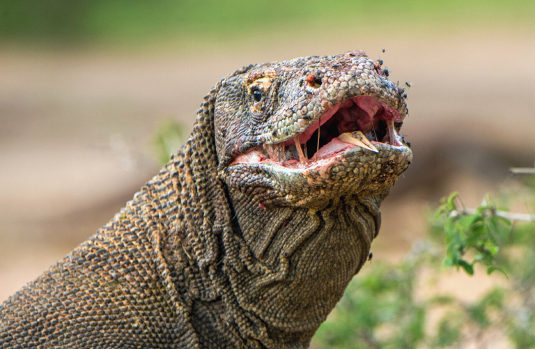 komodói varánusz ragadozó fogzománc vas