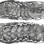 lárva fosszília