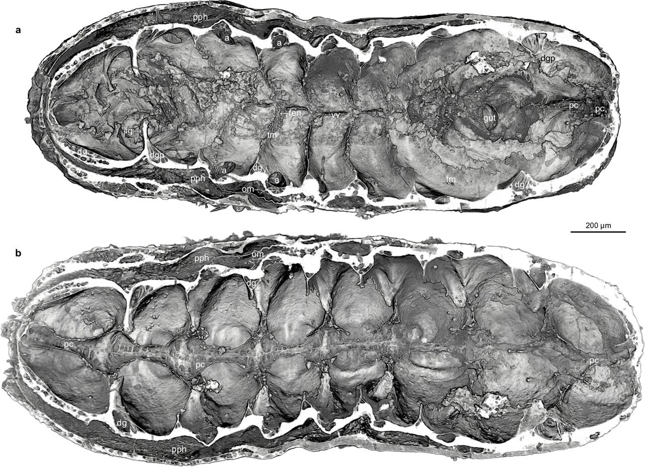 lárva fosszília