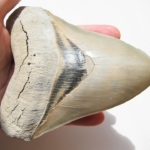 megalodon óráis cápa nő