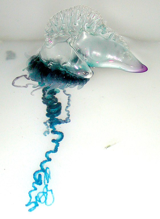 Portuguese Man O’ War portugál gálya