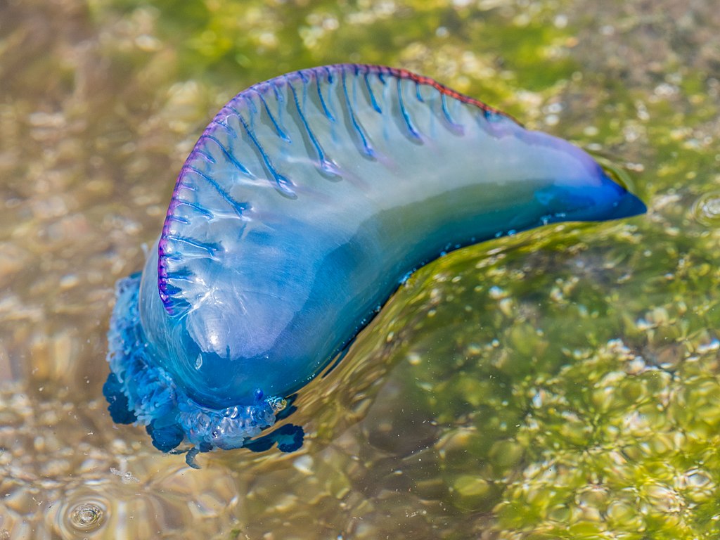 Portuguese Man O’ War portugál gálya