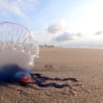 Portuguese Man O’ War portugál gálya