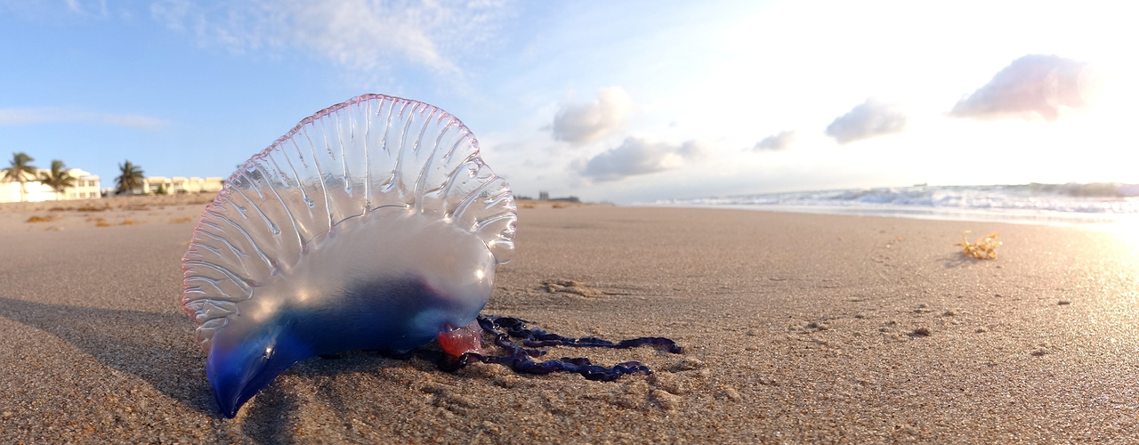 Portuguese Man O’ War portugál gálya