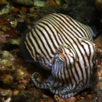 csíkos tintahal Sepioloidea lineolate