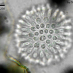 galléros ostoros kolónia élőlény evolúció