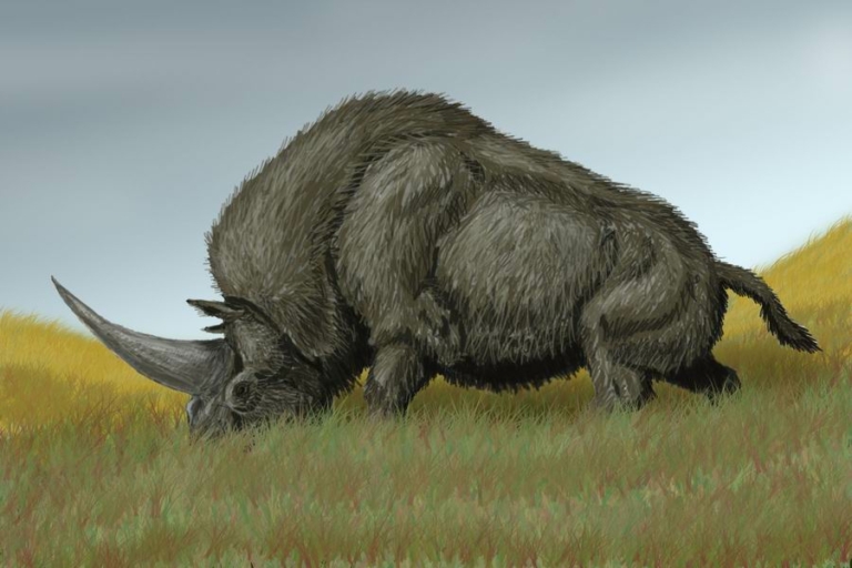szibériai egyszarvú Elasmotherium