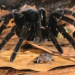 tarantula béka