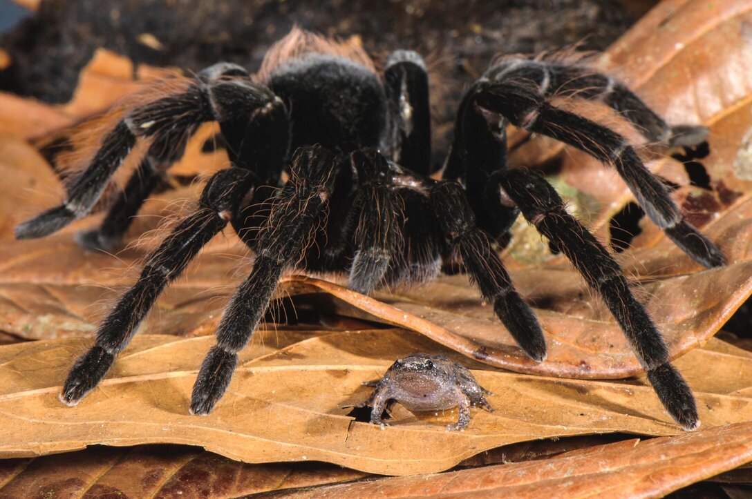 tarantula béka