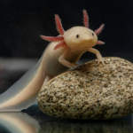 axolotl Mexikó állatvilág természetvédelem állatvédelem