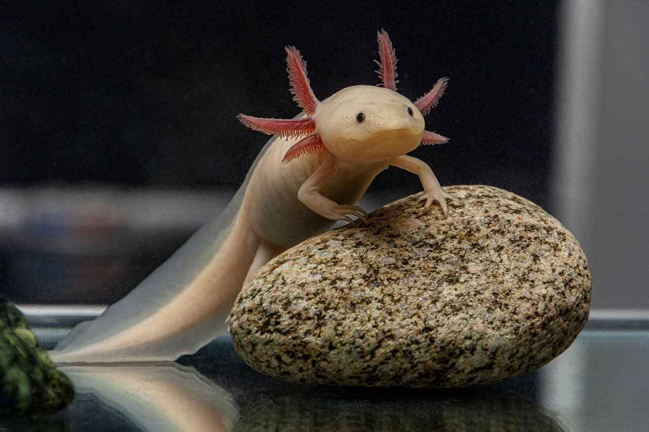 axolotl Mexikó állatvilág természetvédelem állatvédelem