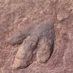 dinoszaurusz lábnyom