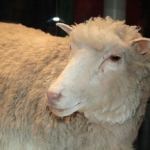 Dolly
