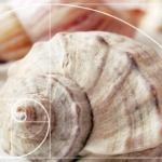 Fibonacci-sorozat aranymetszés csiga