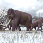 Gyapjas mamut