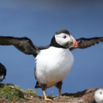 fratercula / puffin / lunda