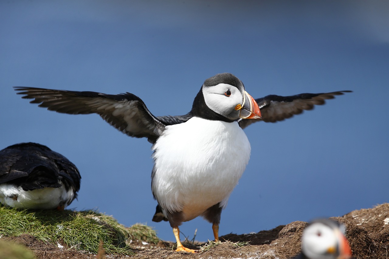 fratercula / puffin / lunda