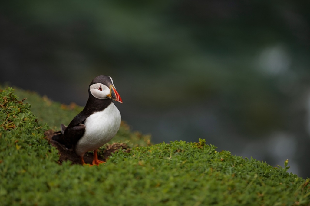 fratercula / puffin / lunda