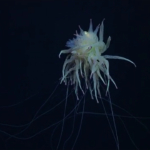 repülő spagettiszörny Bathyphysa siphonophore állat furcsa