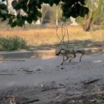 Ukrajna Oroszország háború robotkutyák