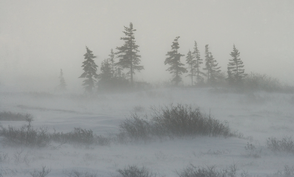 Sarkköri tundra táj