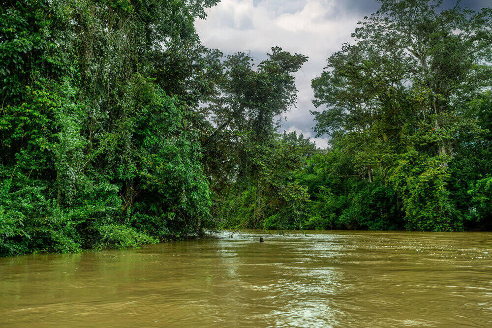 Amazonas - esőerdő