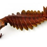 Anomalocaris Canadensis csúcsragadozó