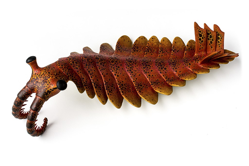 Anomalocaris Canadensis csúcsragadozó