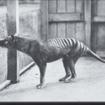 Erszényesfarkas fogságban tasmán tigris