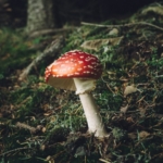 gyilkos galóca gomba