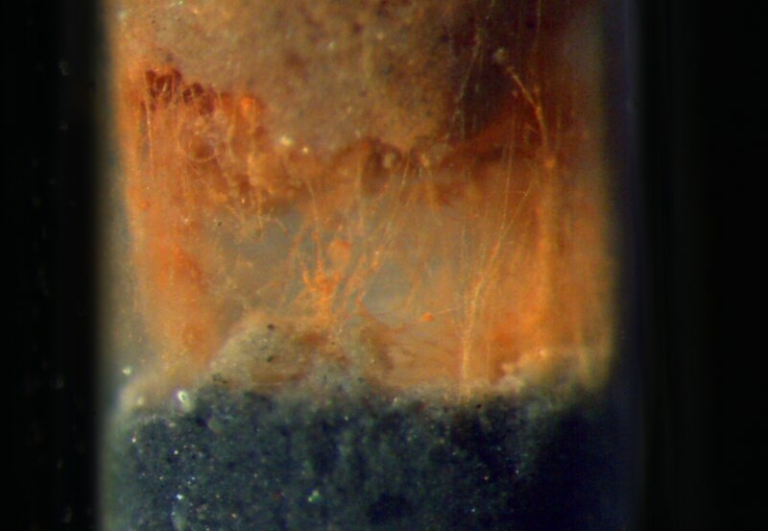 kábelbaktérium élőlény