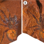 csapóajtós pók Ausztrália fosszília maradvány