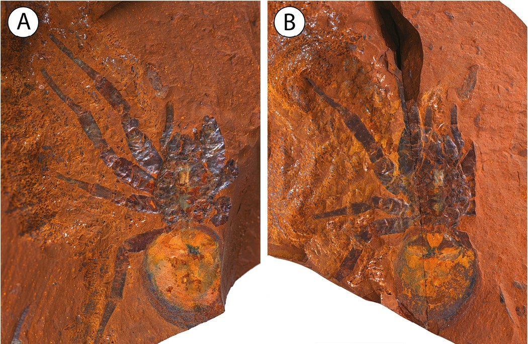 csapóajtós pók Ausztrália fosszília maradvány