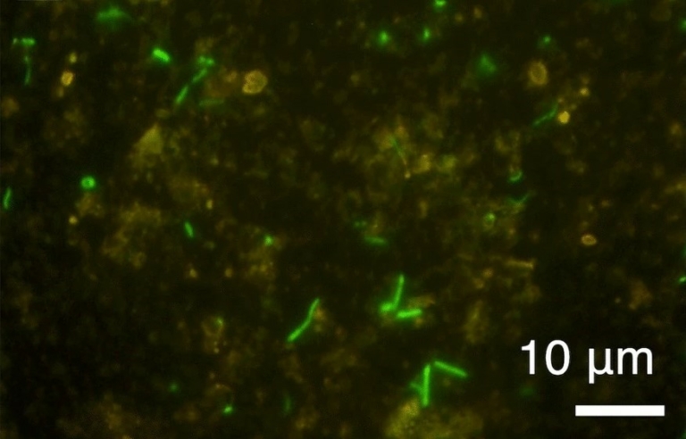 mikrobák 2 milliárd éves kőzetben élet kutatás