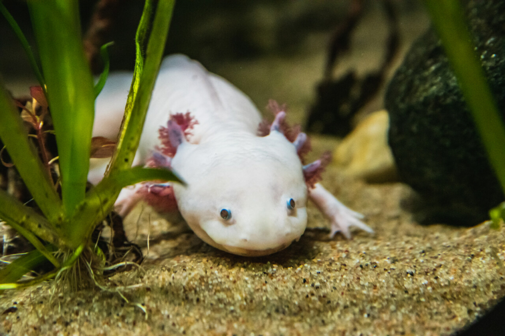 axolotl, öregedés