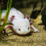 axolotl, öregedés