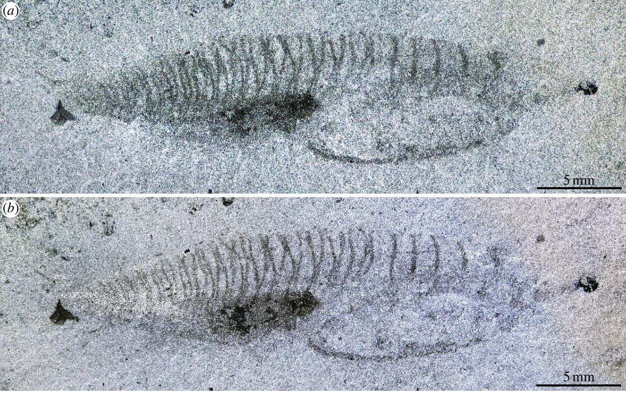 fosszília hiányzó láncszem faj kambrium puhatestű gerinces