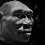 homo erectus emberi beszéd nyelv