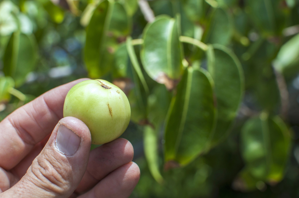 manchineel, mérgező gyümölcs