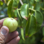 manchineel, mérgező gyümölcs