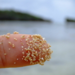 csillaghomok Japán strand tengerpart természet állatvilág