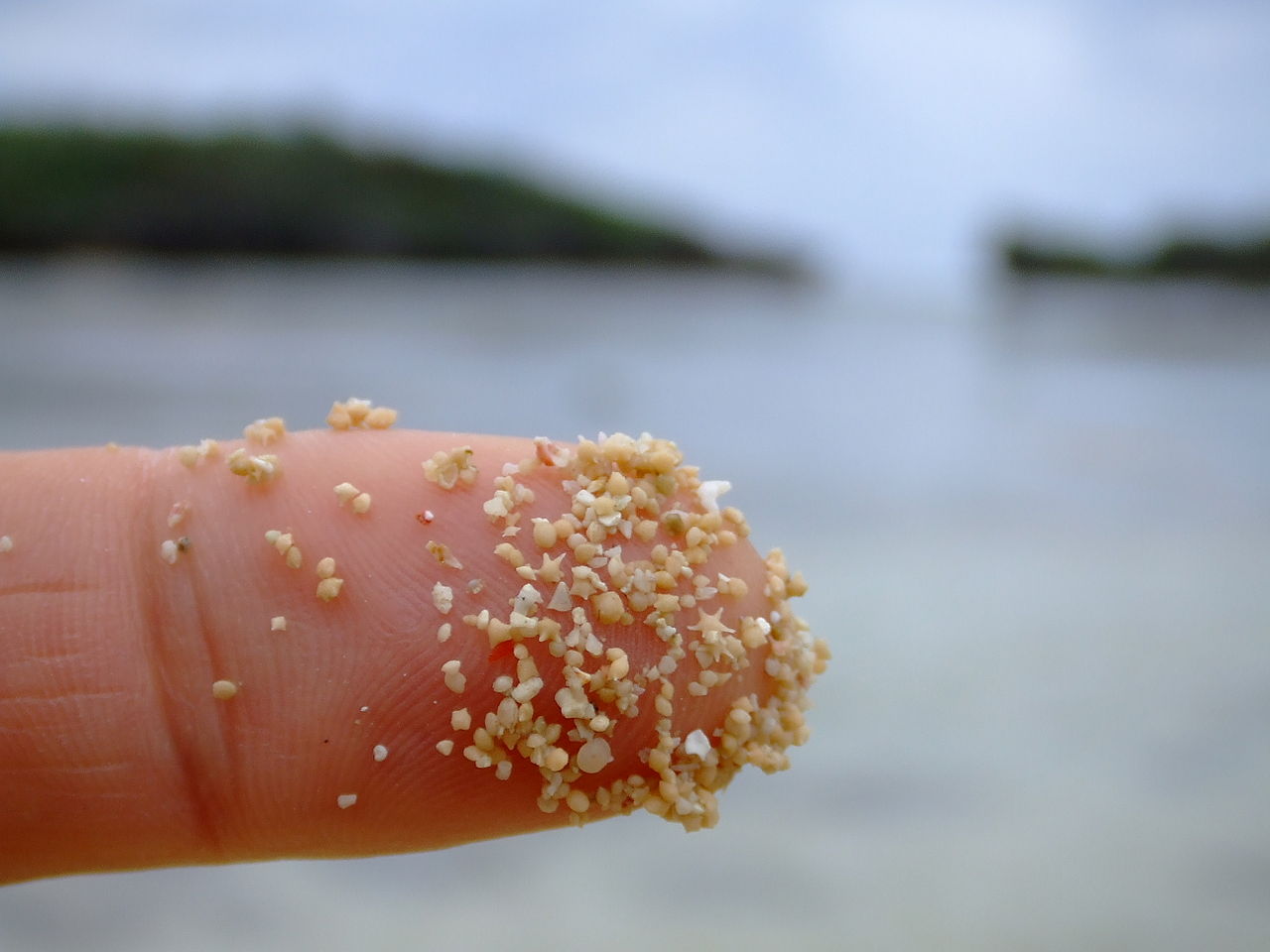 csillaghomok Japán strand tengerpart természet állatvilág